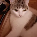 Brumar